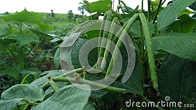 Mung bean Stock Photo
